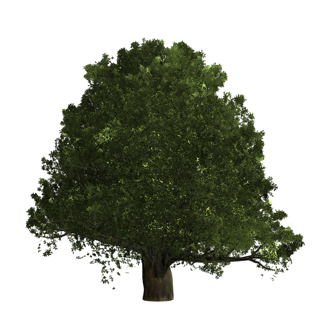 Download free HD stock image of Tree Nature Free tree nature bush illustration