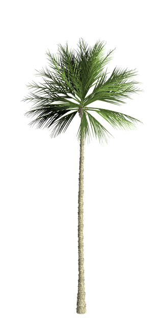 Free tree nature bush illustration
