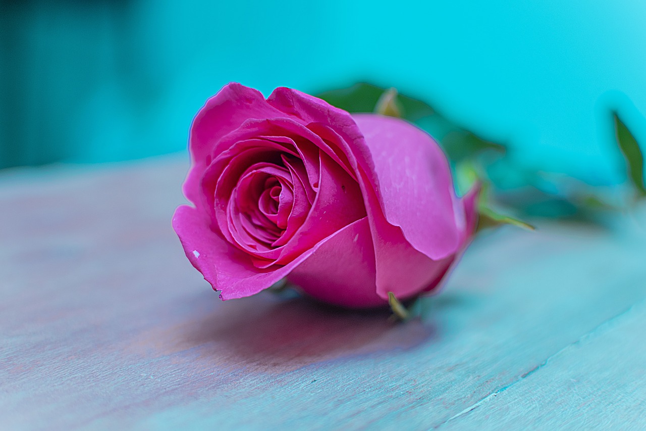 Rose Flowers Nature Free photo on Pixabay Pixabay