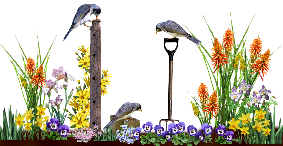 Scene, Garden, Flowers, Plants, Birds