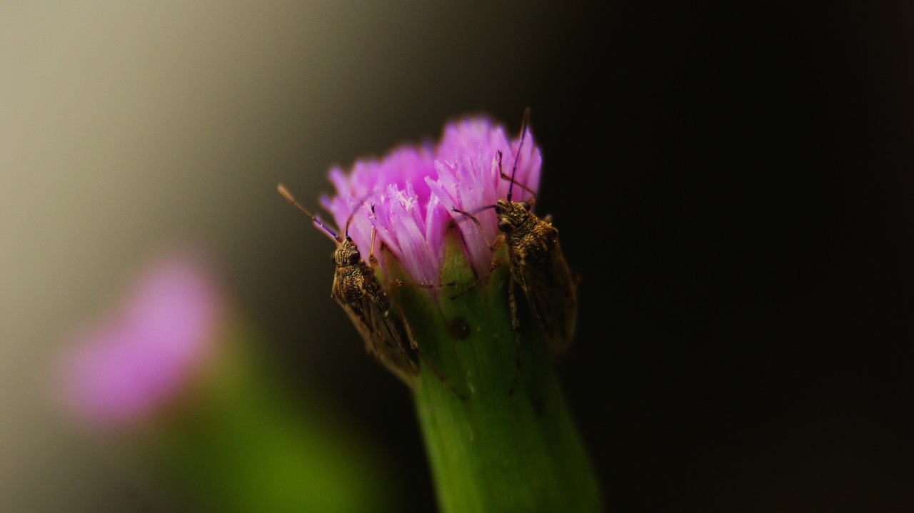 2+ Free Bogarak Drury & Bugs Drury Images - Pixabay