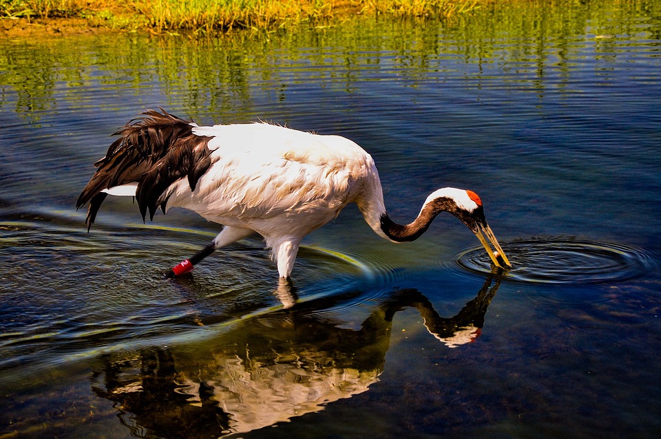 Red-Crowned Crane 丹顶鹤 Reflective - Pixabay上的免费照片