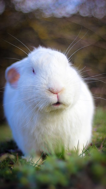 Hase, Ostern, Weiß, Natur, Feder