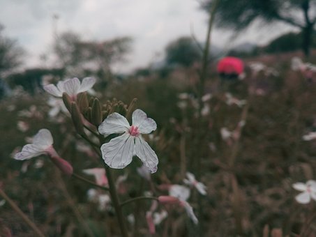 Flor, Whiteflower, Planta, Natureza