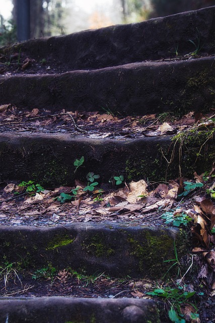Free Forest Nature photo and picture