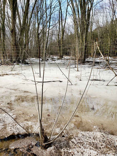 Free Persistent Nature photo and picture