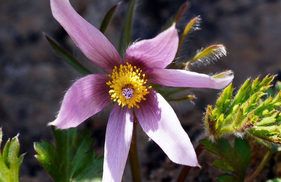 Fleur Roe Roe Fleur Le Printemps - Photo gratuite sur Pixabay