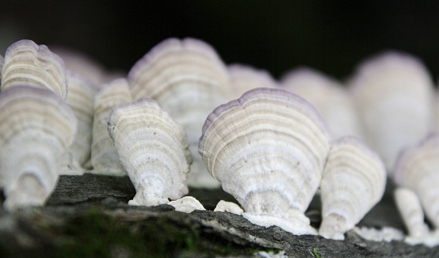 Free Mushrooms Fungus photo and picture