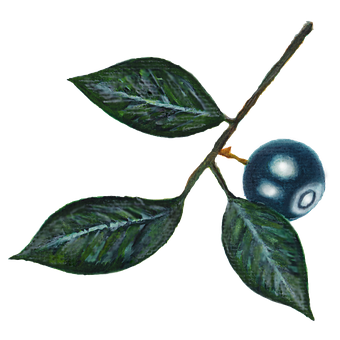 Blue Berry, Blau, Pflanze, Blatt, Grün