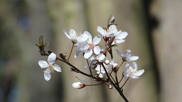 Free Blossoms Tree photo and picture