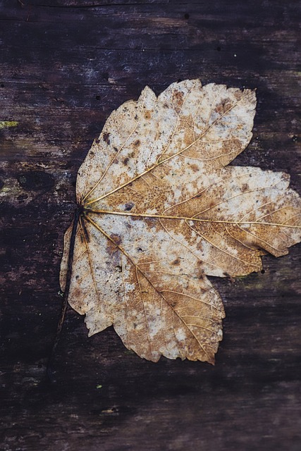 Free Leaf Tree photo and picture