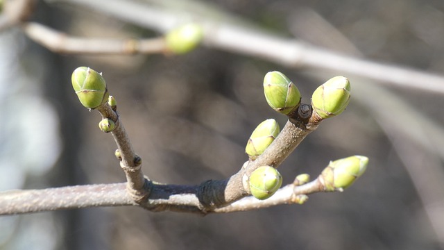 Free Spring Nature photo and picture
