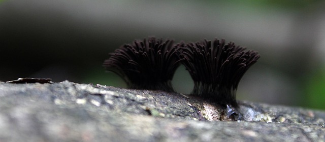 Free Mushrooms Fungus photo and picture