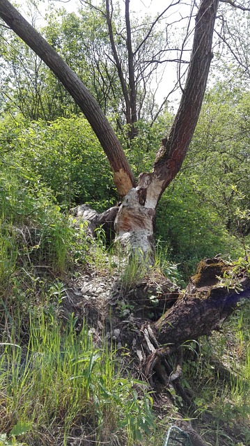 Free Nature Trees photo and picture