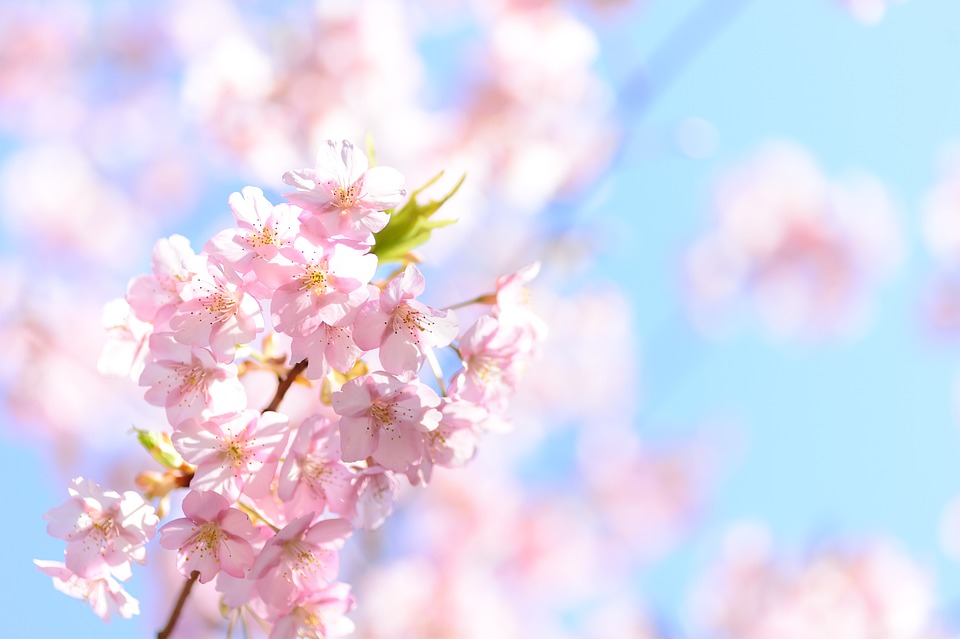 風景, 植物, 自然, 花, 桜, 春, 日本, 日本の風景, 河津桜, カワヅザクラ, ピンク