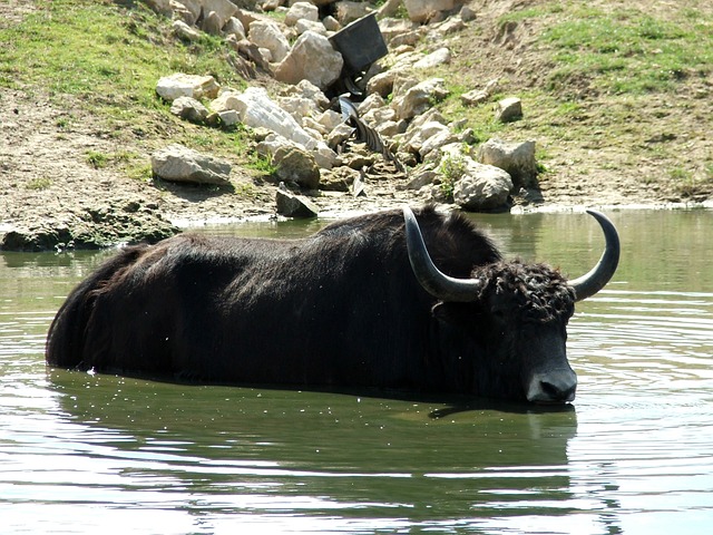 Free Buffalo Water photo and picture