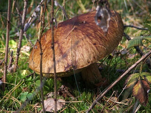 Free Forest Nature photo and picture