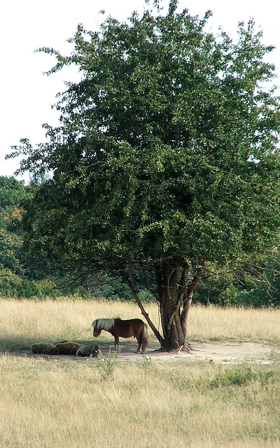 Free Pony Ponies photo and picture