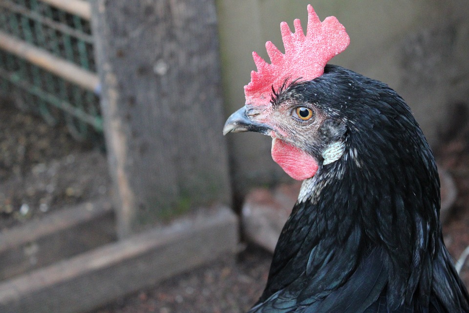 Гребень Курицы Фото