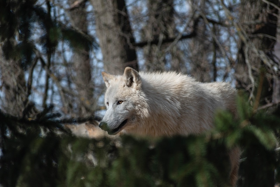 Wolf Good Forest - Free photo on Pixabay