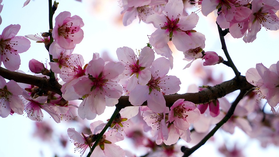 アーモンドの木 花 アーモンドの花 Pixabayの無料写真