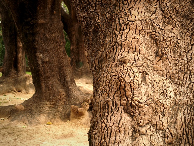 Free Tree Cortex photo and picture