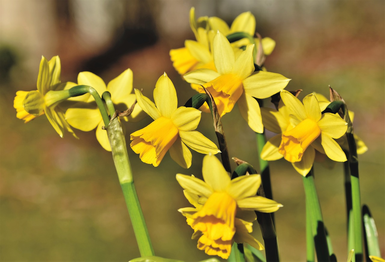 jonquille-fleur-jaune-de-photo-gratuite-sur-pixabay-pixabay