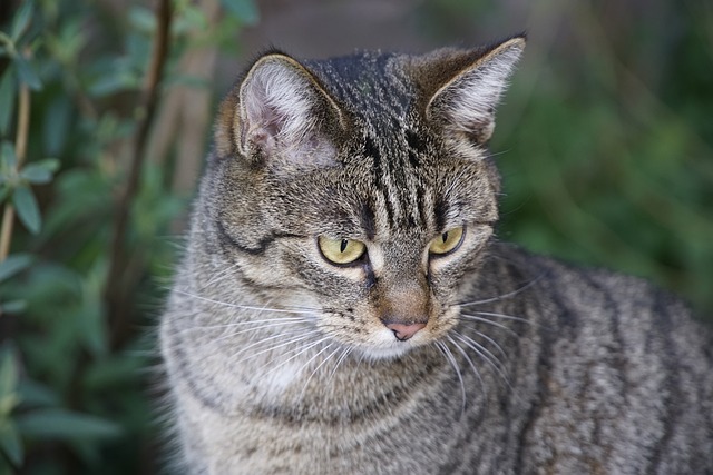 Cat Maquereau Vert Animal De - Photo gratuite sur Pixabay - Pixabay