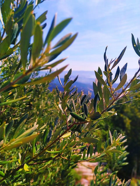 De Oliva, Naturaleza, Árbol