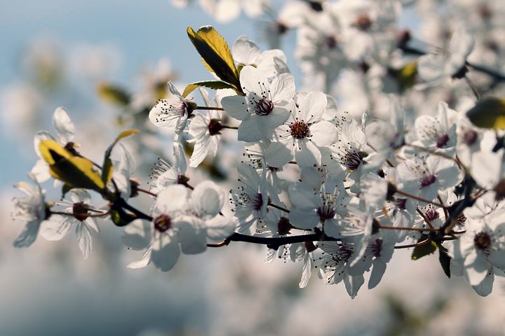 5以上の無料ミロバラン チェリープラム画像 Pixabay