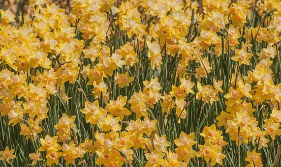 Free Daffodils Flowers photo and picture