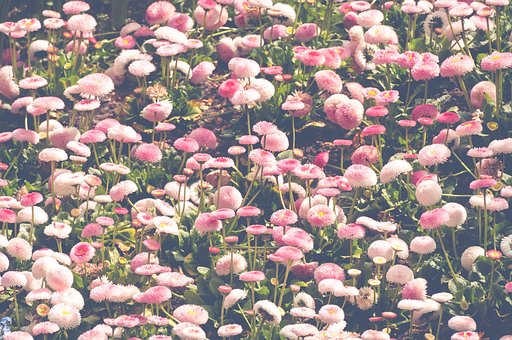 超过30 张关于 English Daisy 和 植物 的免费图片