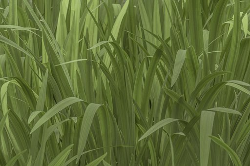 Free Green Leaves photo and picture