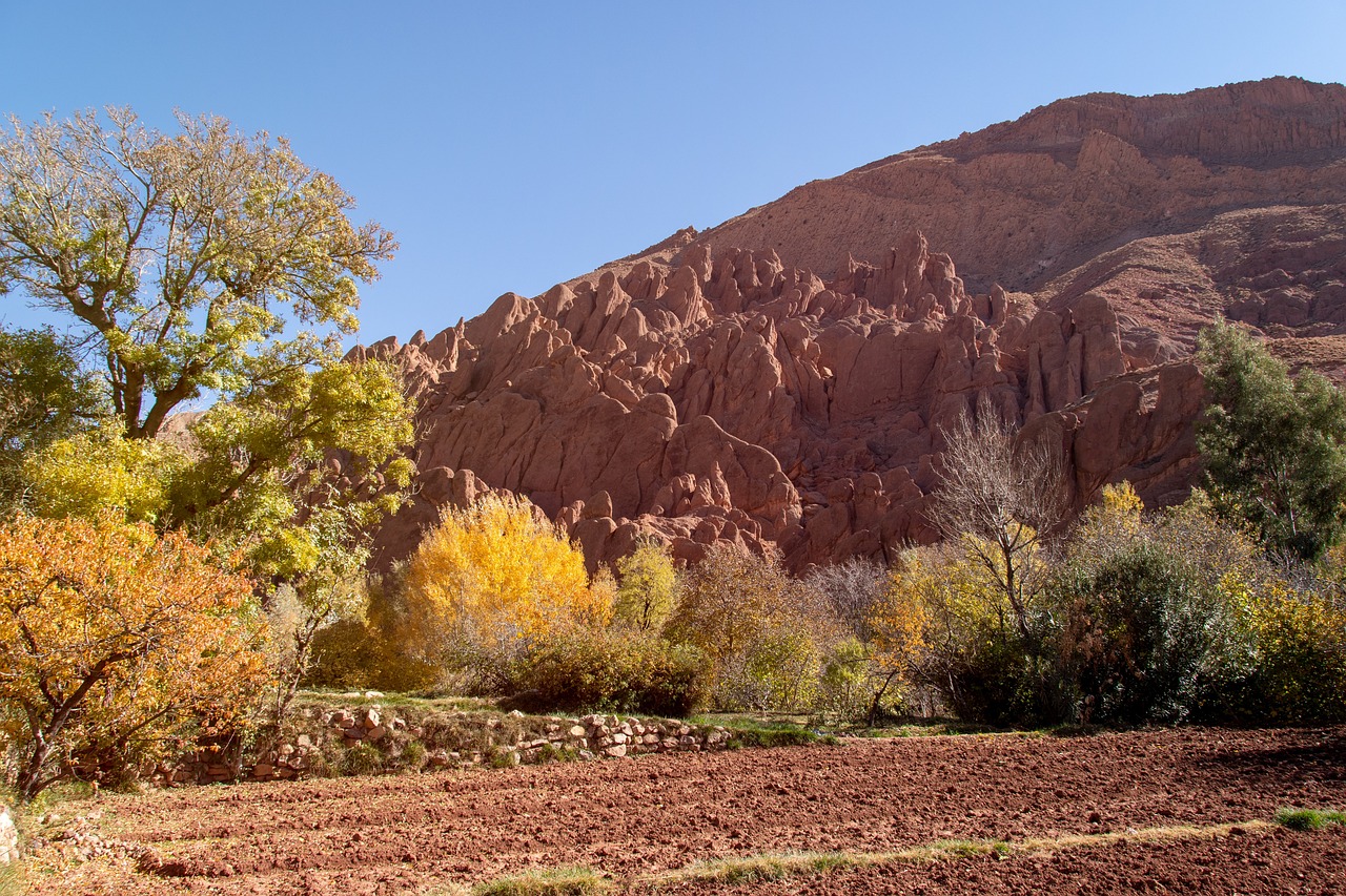 Morocco Canyon Monkey Paw - Free photo on Pixabay - Pixabay