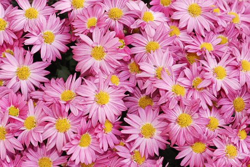 Free Purple Pink photo and picture