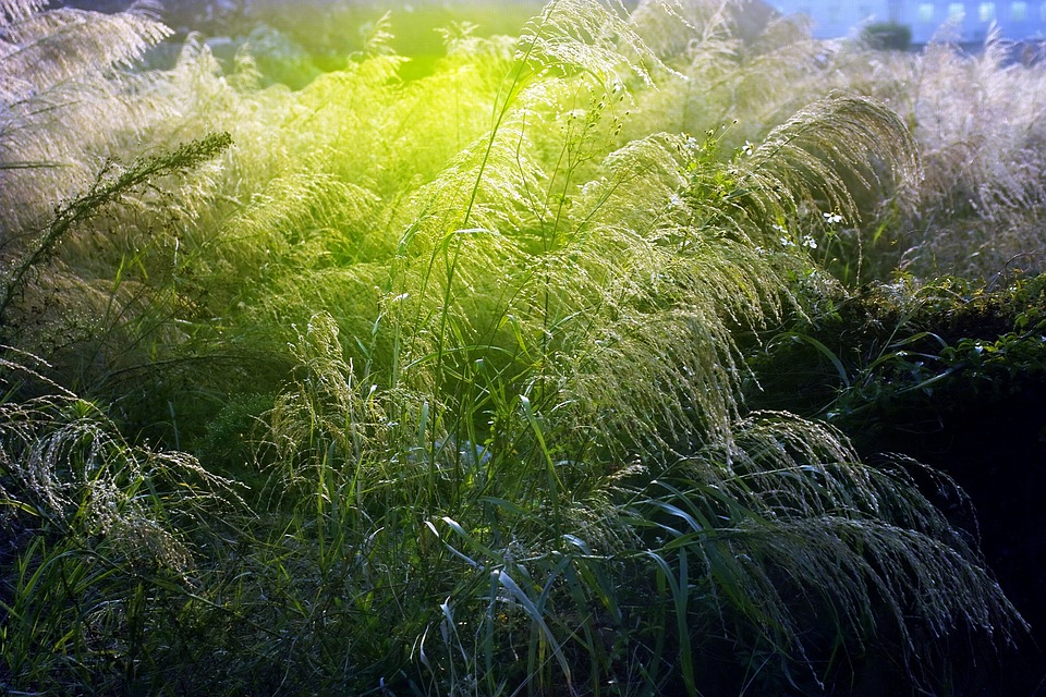 Grass Millet Early Morning Light Free photo on Pixabay Pixabay