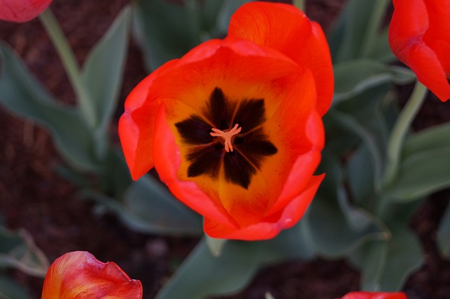 Free Flower Spring photo and picture