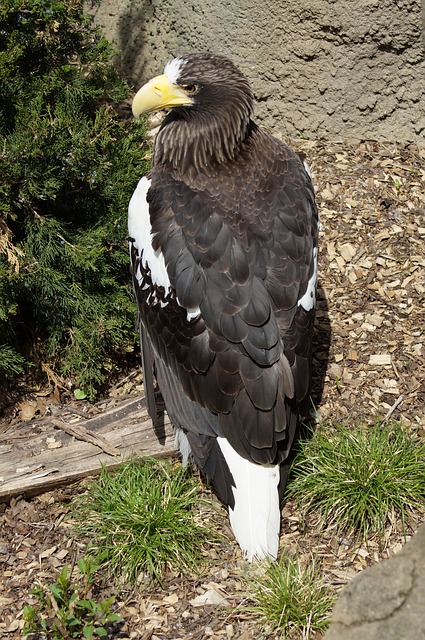 Free Bird Eagle photo and picture