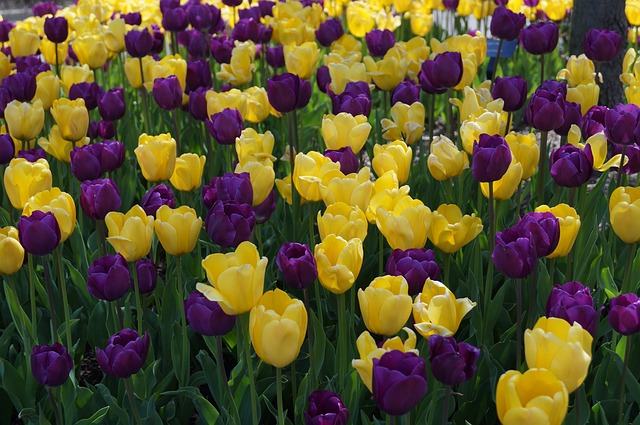 Free Tulips Colorful photo and picture
