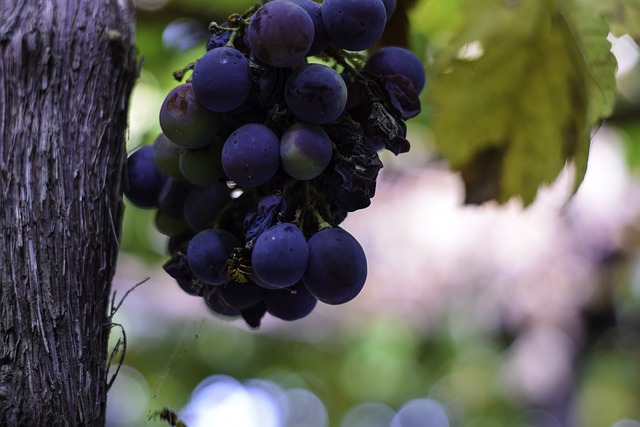 Grape Excellent Picture 7,000+ Free Grape & Nature Images - Pixabay