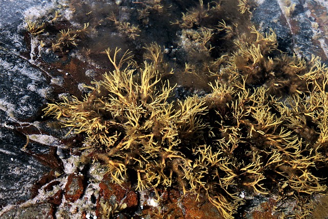 Free Algae River photo and picture