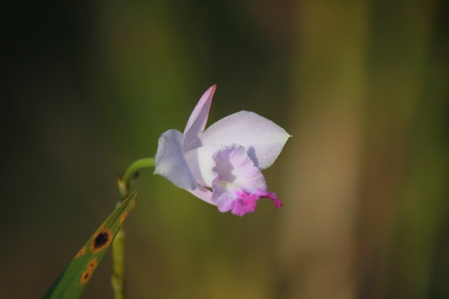 Free Flower Beautiful Flowers photo and picture