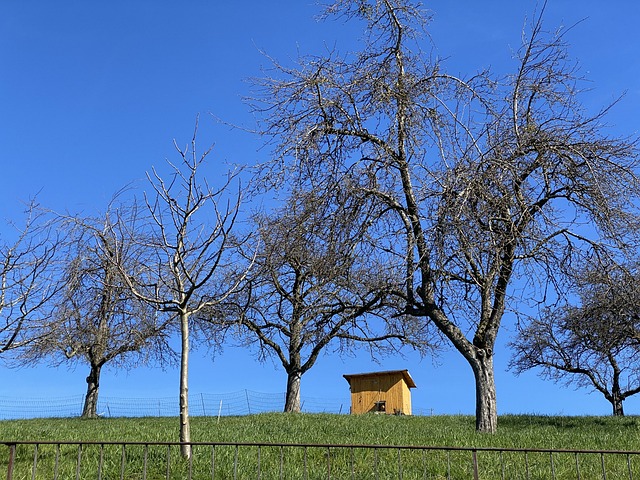 Free Spring Nature photo and picture