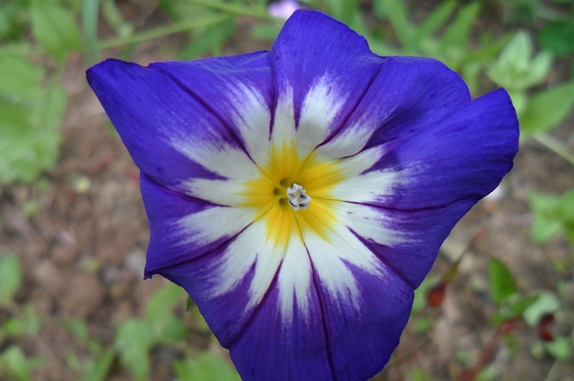 Púrpura De La Flor De Sun, Floral
