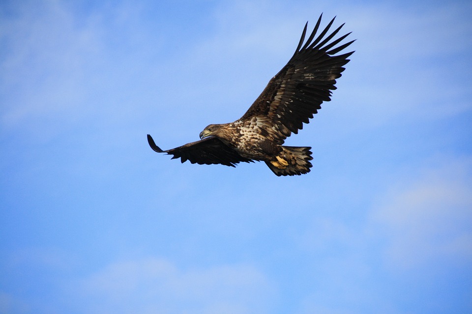 Adler, Vogel, Lofoten, Majestätischen, Fliegen, Tier