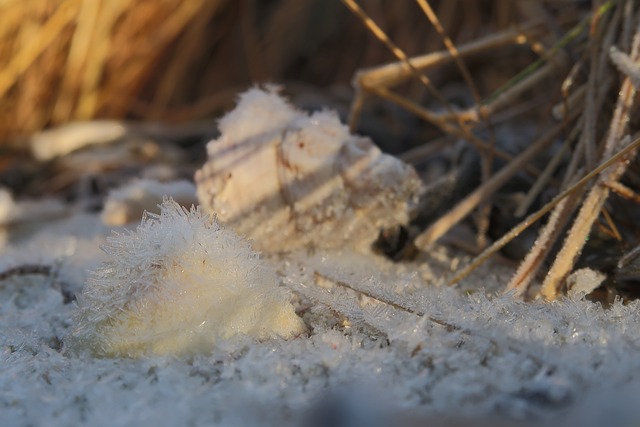 Free Frost Nature photo and picture