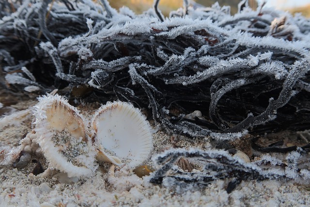 Free Frost Shell photo and picture