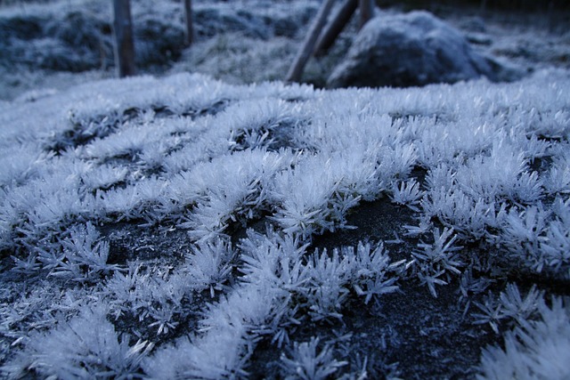 Free Frost Ripe photo and picture