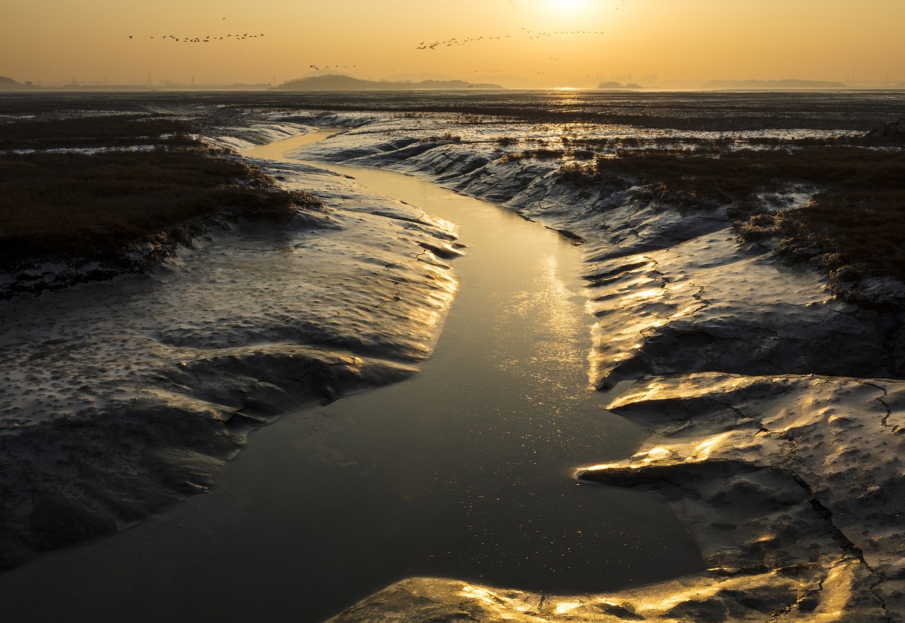 200+ Free 갯벌 & Nature Images - Pixabay