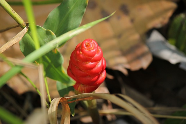 Free Flower Nature photo and picture